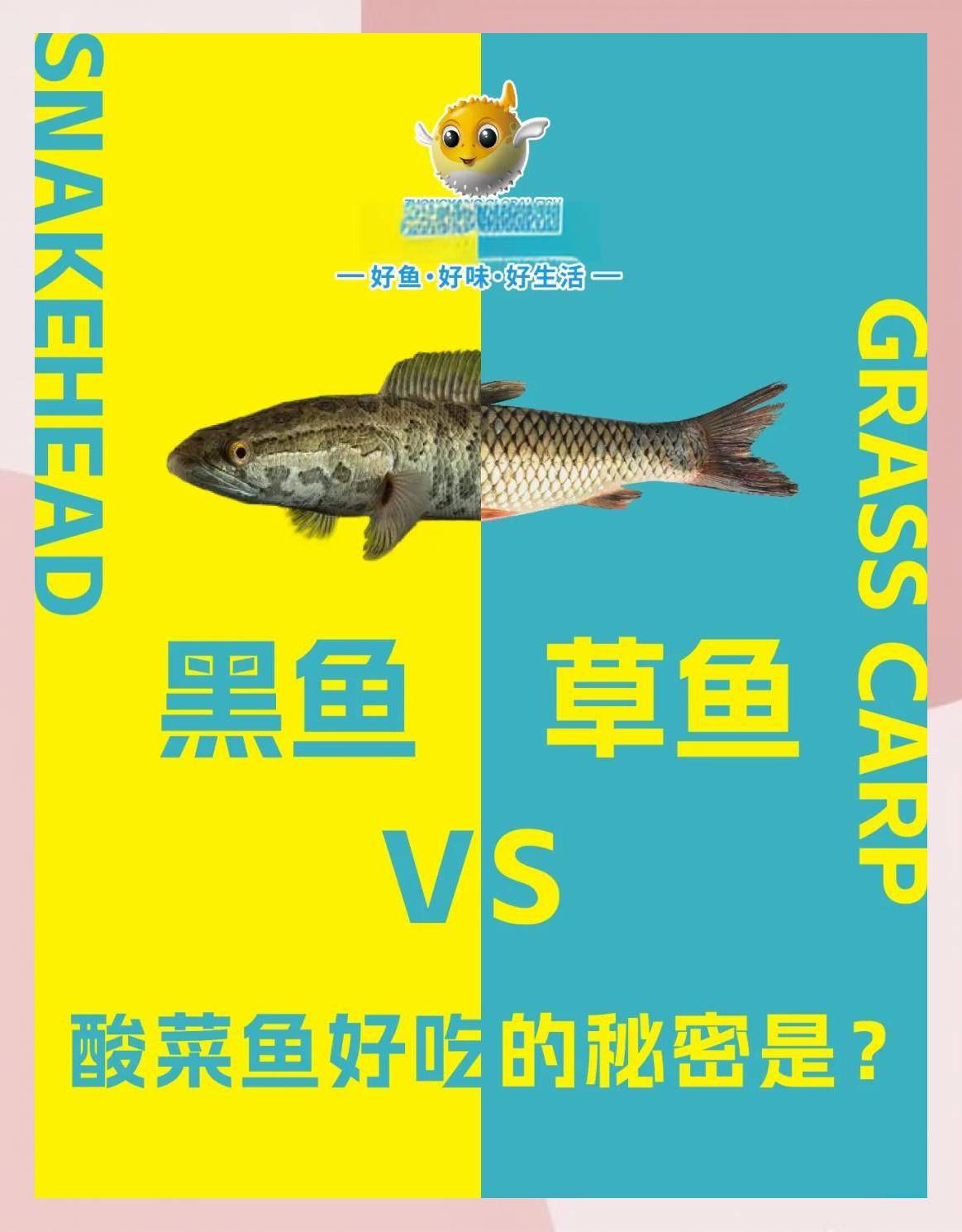 鲩鱼和草鱼的区别是什么